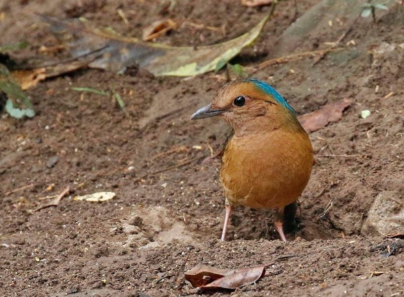 Some years Blue-naped Pitta is easy to see, but again only from a bird blind…