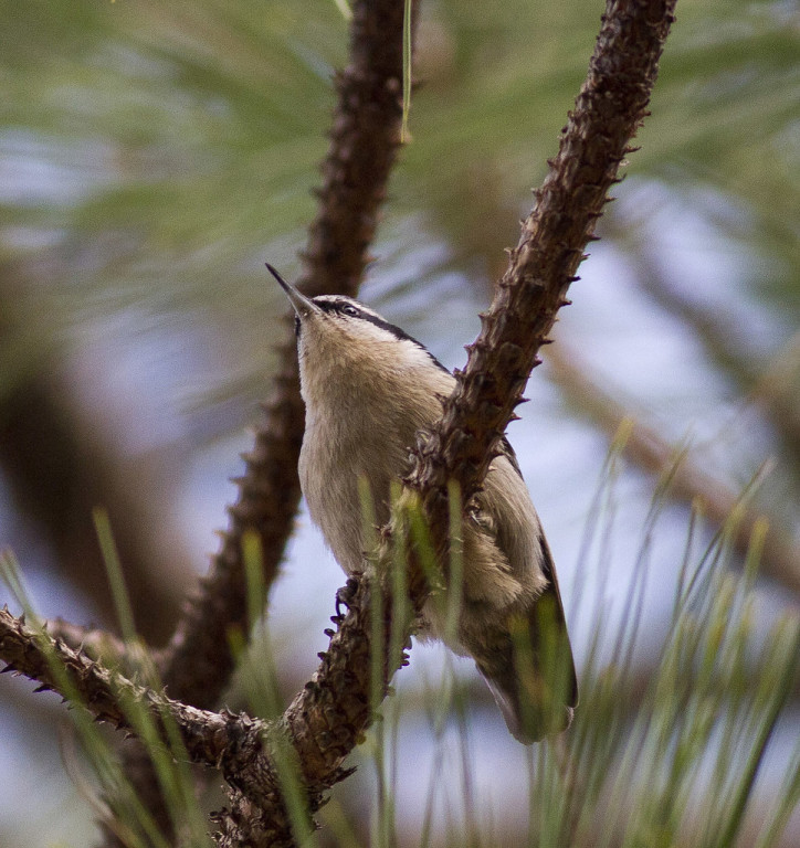 One of the regions’ more restricted specialities is the aptly named Yunnan Nuthatch.