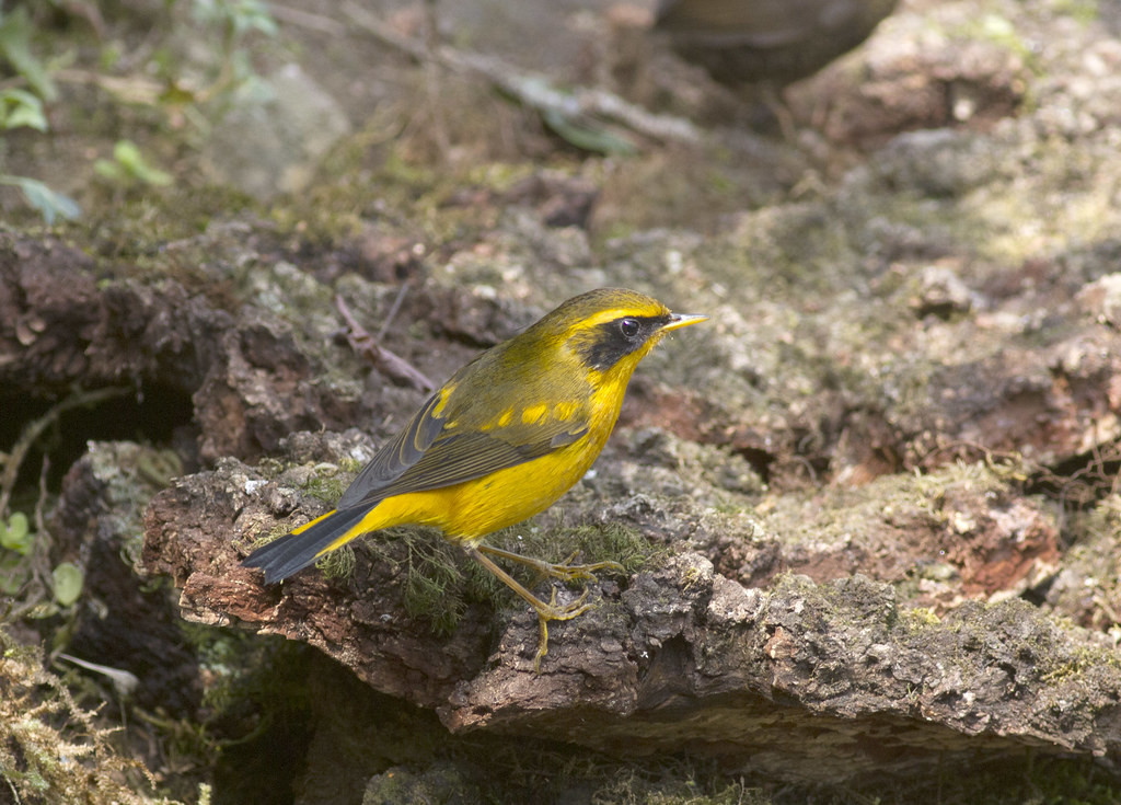 Golden is one of the region’s most attractive Bush Robins.