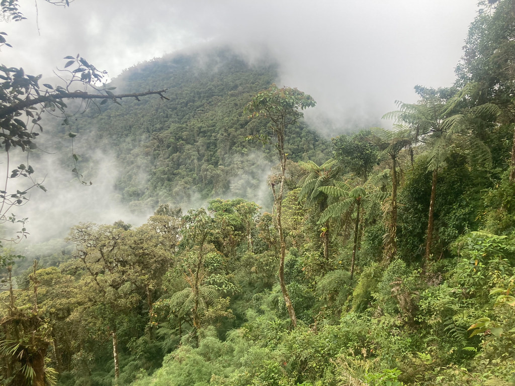 …and cloud forest…