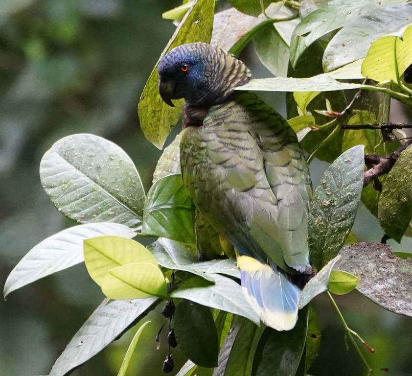 St. Lucia Parrot - Amazona versicolor (Liza Weissler)