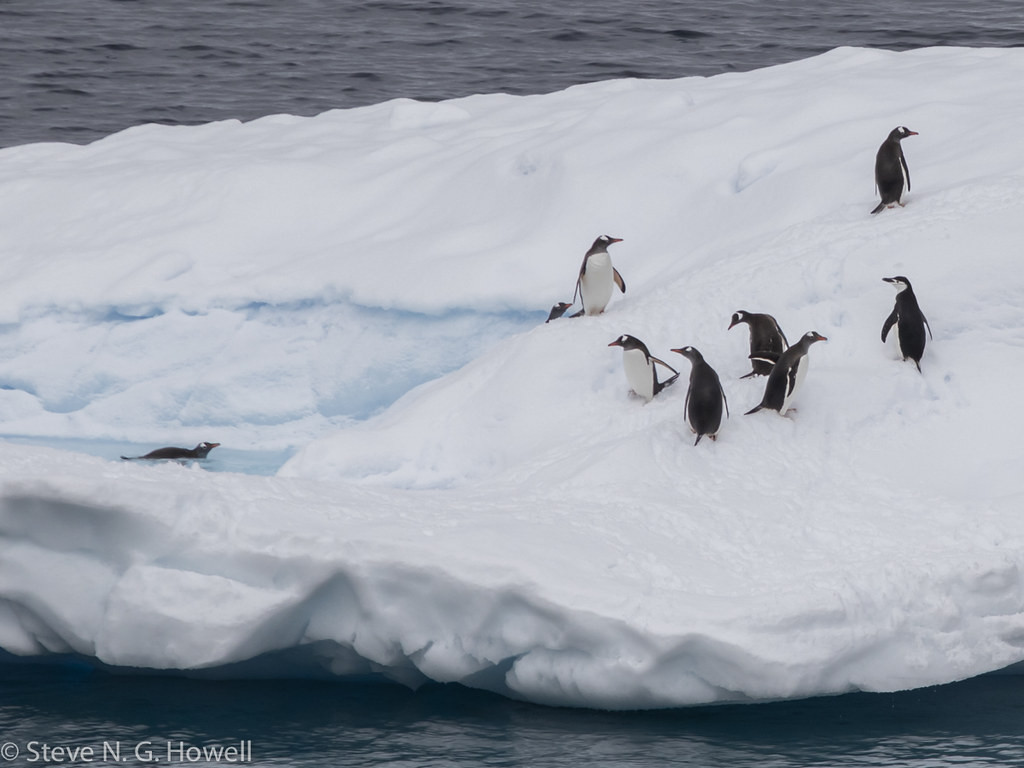 As we enjoy penguins on icebergs…