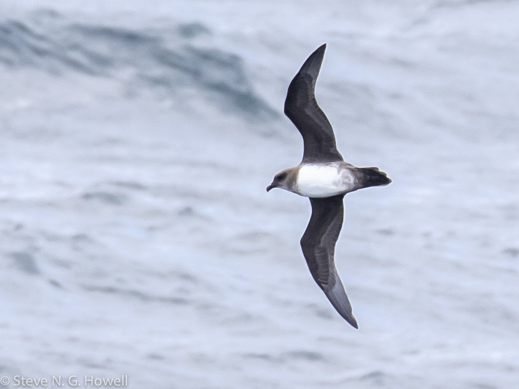 And Atlantic Petrel, before return to ‘the real world,’