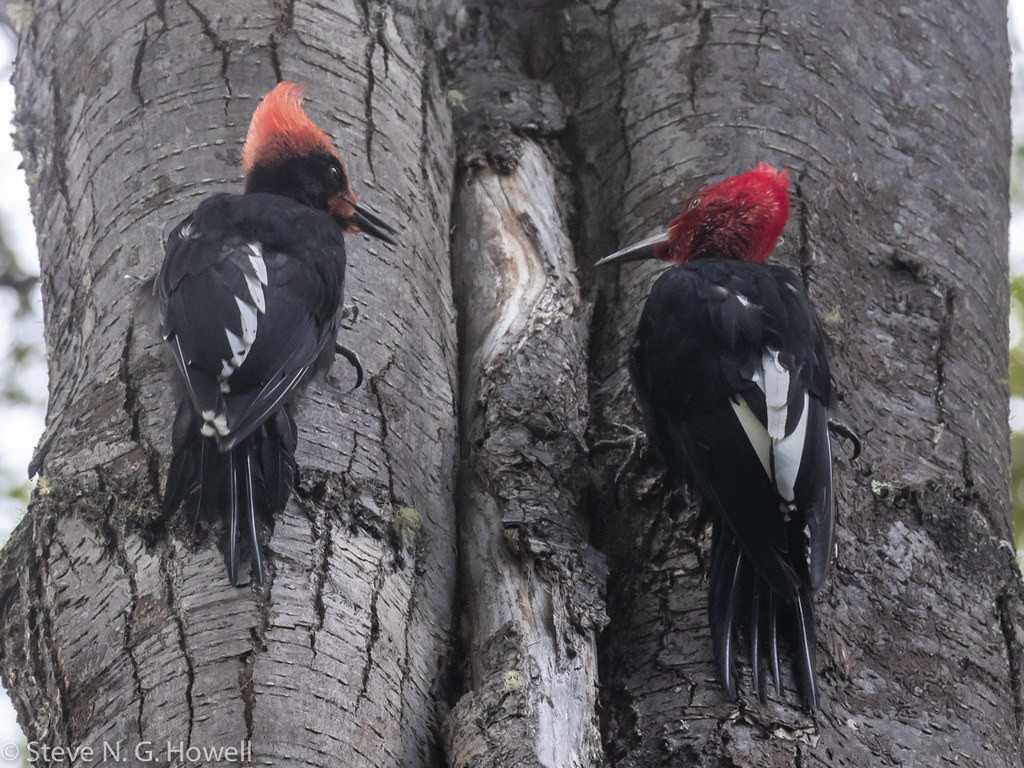 Next stop Ushuaia, southernmost town in the world, where with luck we’ll find the impressive Magellanic Woodpecker, here an adult male (right) with begging juvenile male.