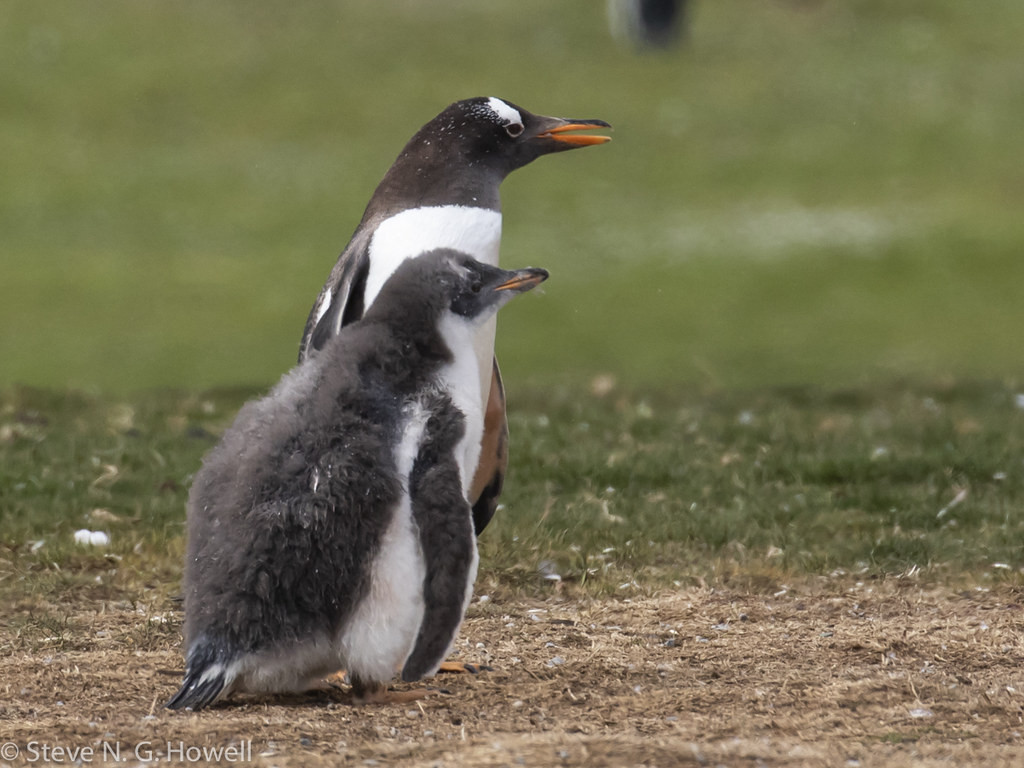 Gentoo Penguins, …