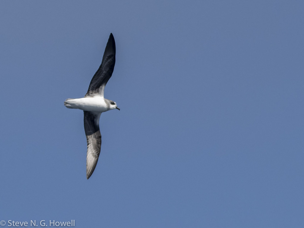 Deep offshore waters on our homebound route add new pelagic species, such as Soft-plumaged Petrel…