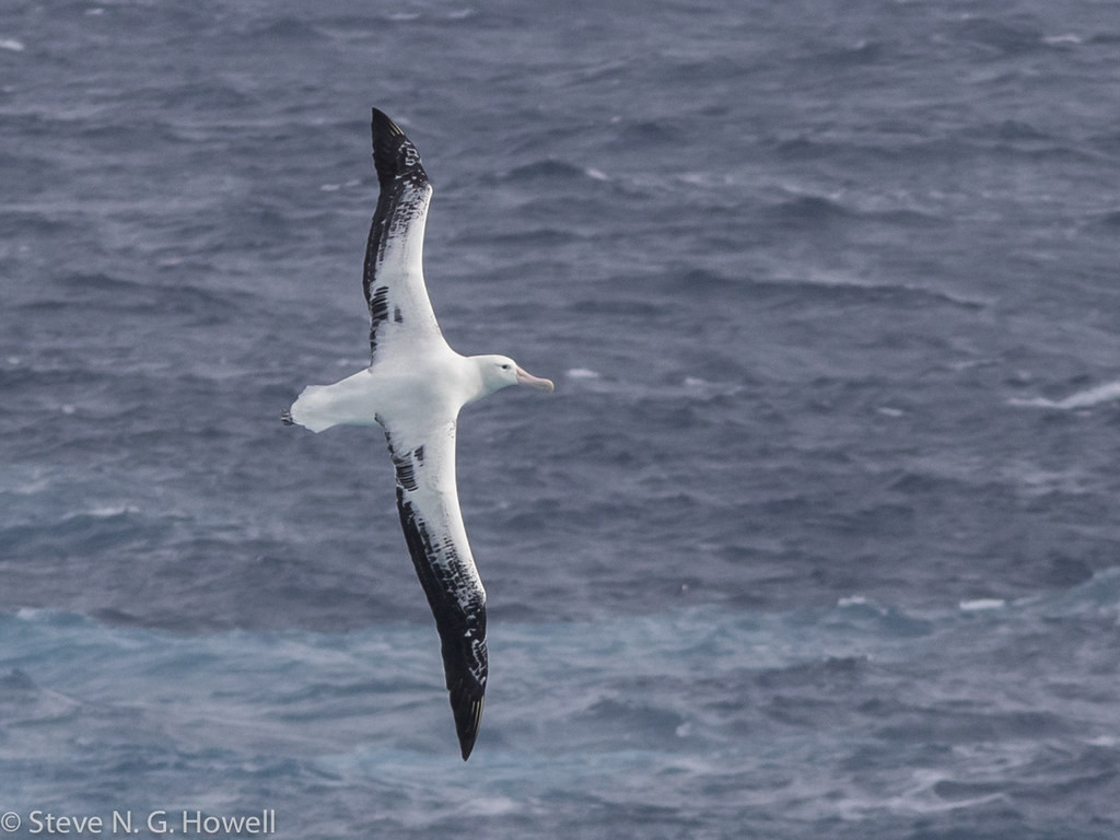 After passing by Cape Horn we’ll head into the Drake Passage, where we should encounter the majestic Snowy Wandering Albatross.