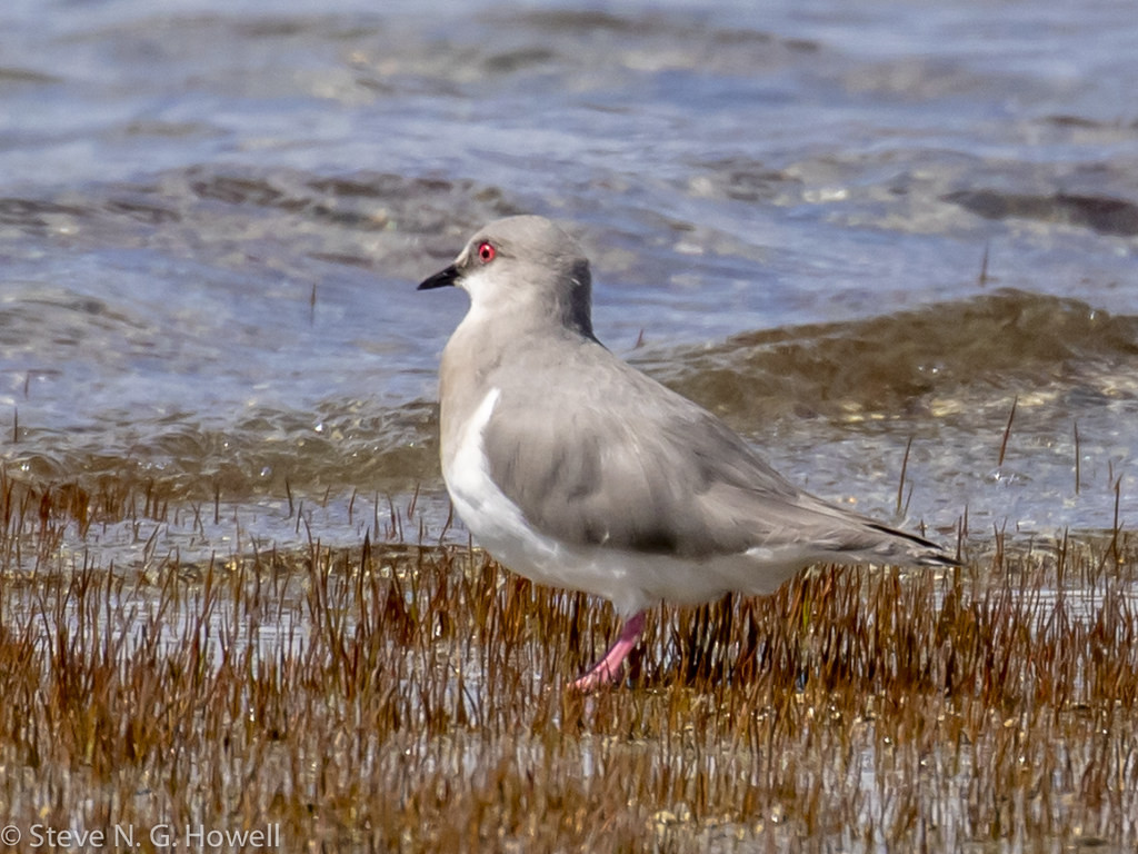 Our first landing is Punta Arenas, Chile, where we’ll look for the odd little Magellanic Plover, in its own family Pluvianellidae (and for which ‘Ruby-eyed Pluvianellus’ would be a much sexier name!)