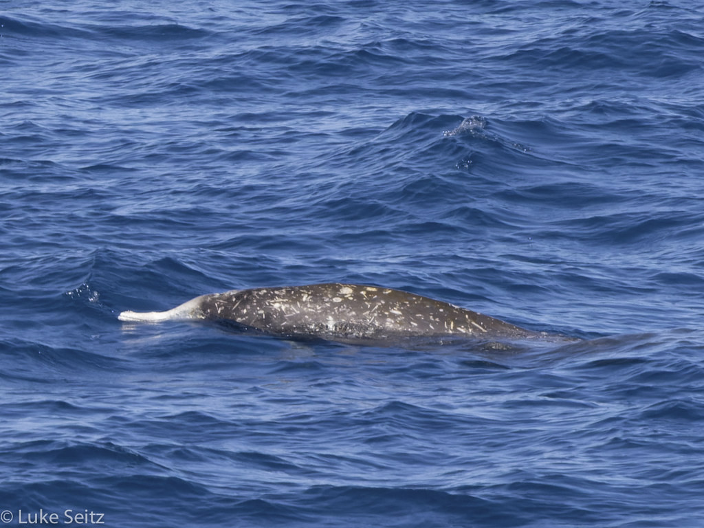As well as large whales, we have been lucky enough to see Gray’s Beaked Whale in these waters.