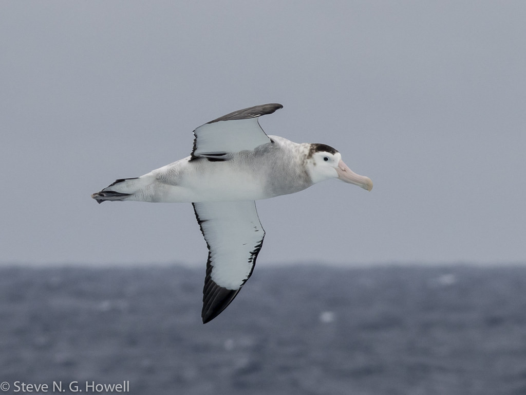 As well as great pelagic birding, with albatrosses sometimes at eye level—like this Antipodes Wandering Albatross!