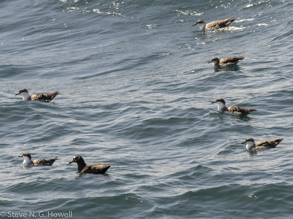 As we head south off the coast of Argentina, a Spectacled Petrel may stand out among large rafts of Great Shearwaters, but the poorly known Cape Verde Shearwater is easily missed—can you spot it?