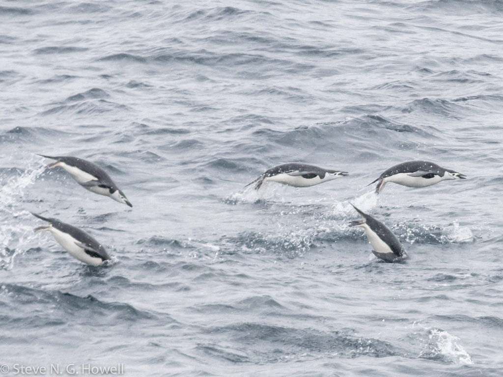 As Chinstrap Penguins porpoise alongside us…
