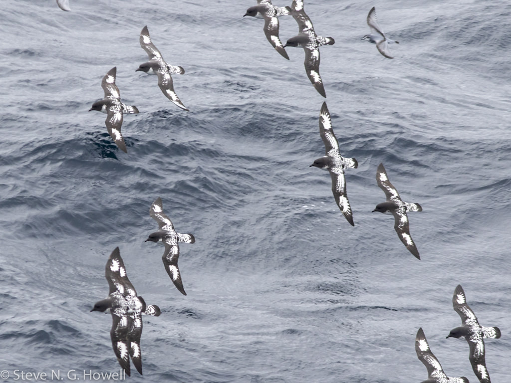 Groups of Pintado Petrels joining the ship (spot the Antarctic Prion) usually mean land is not far off…