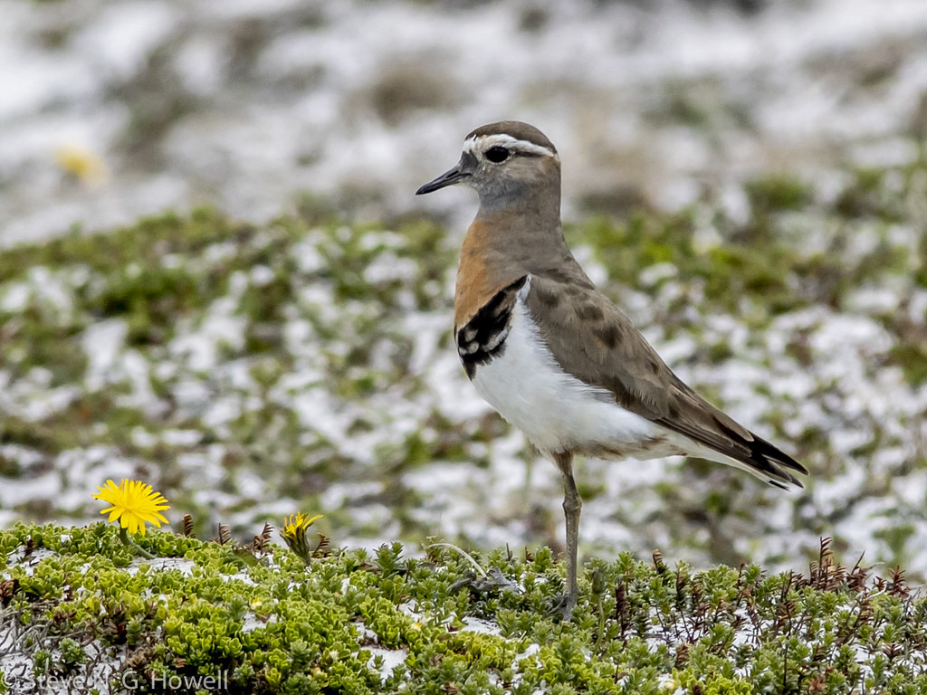 Rufous-chested Plover…
