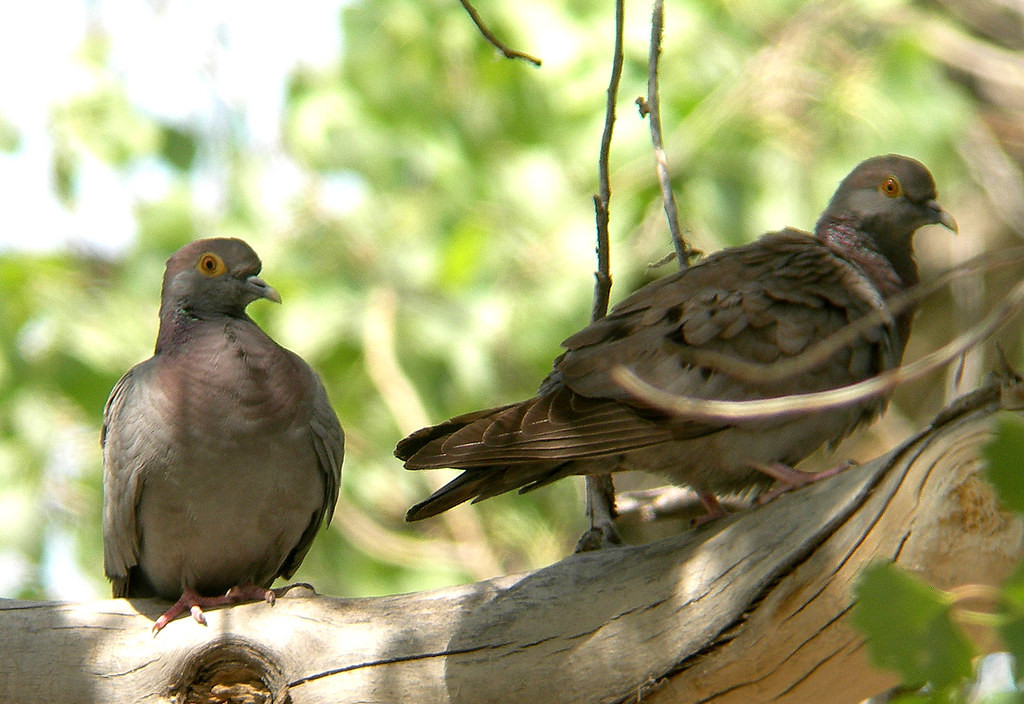 This is the habitat for the little-known Yellow-eyed Stock Dove,…