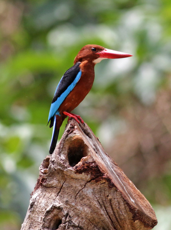 Kingfishers are well represented in the archipelago. Brown-breasted is widespread…