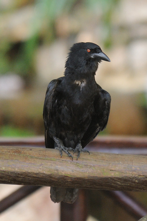 …often has semi tame White-necked Crows.