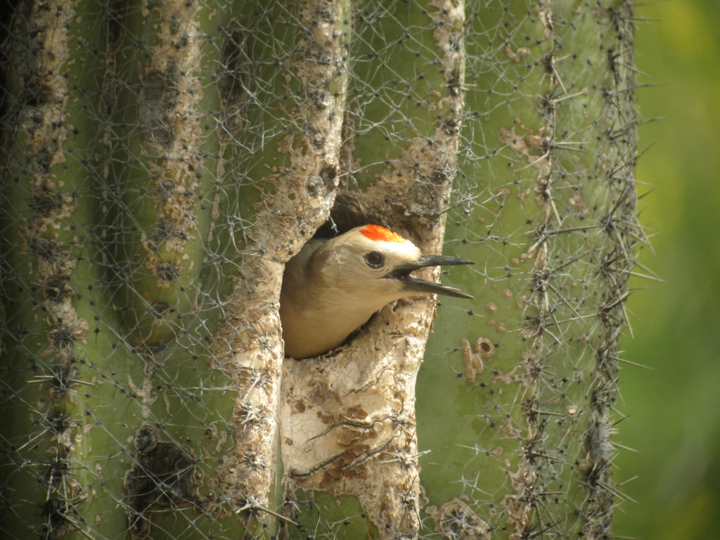 …and play host to its own assemblage of birds such as this Gila Woodpecker…