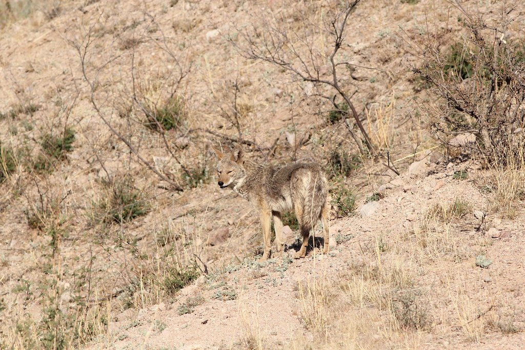 …perhaps pausing to admire a Coyote on the way in,…