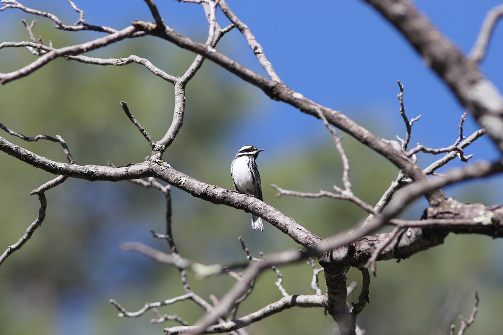…and migrant breeders like this handsome Black-throated-Gray Warbler.
