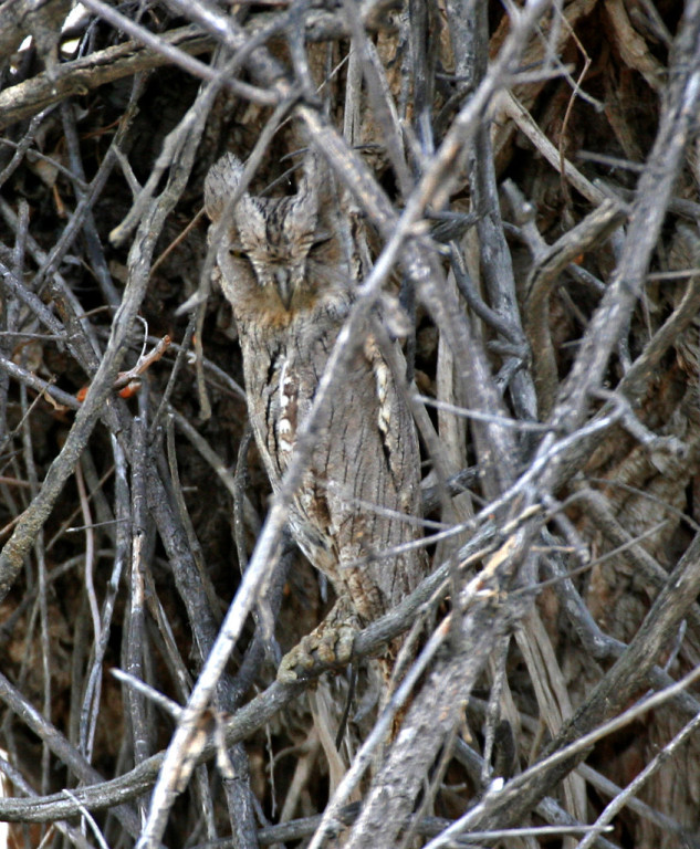 …and if we are lucky, Striated Scops Owl