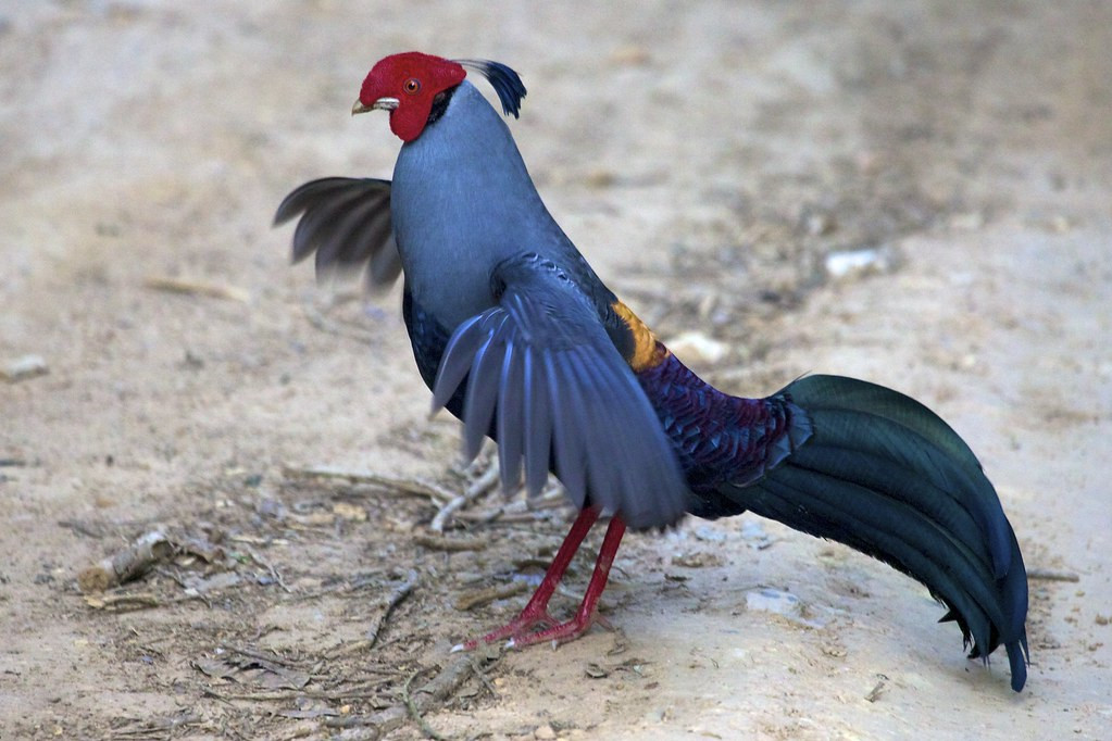 which may allow us to have unencumbered views of some secretive birds such as this Siamese Fireback…