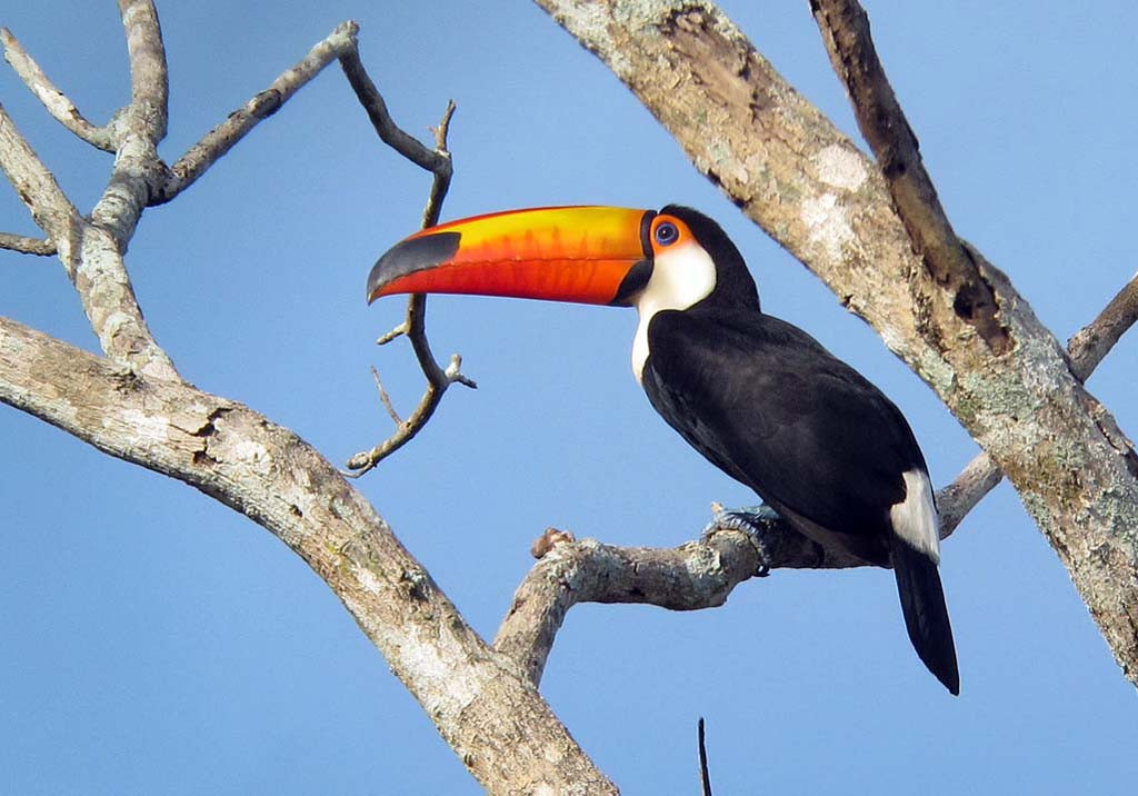 The iconic Toco Toucan will add to the color of our morning walk here.