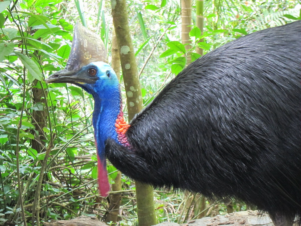 and some more imposing like this Southern Cassowary.