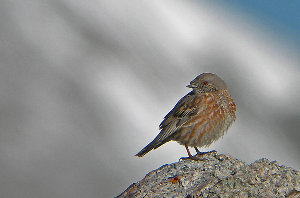 We will be well above the tree line, and on the look out for Altai Accentor,…
