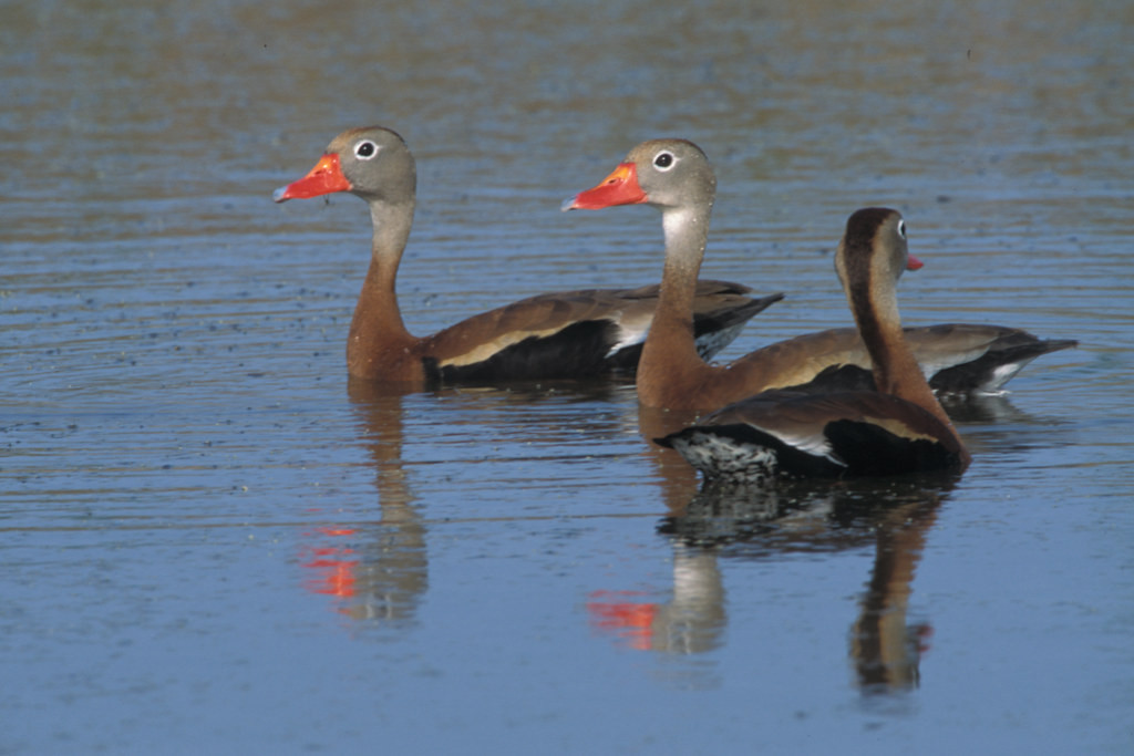 Waterfowl includes Black-bellied Whistling-Ducks with their comical appearance.