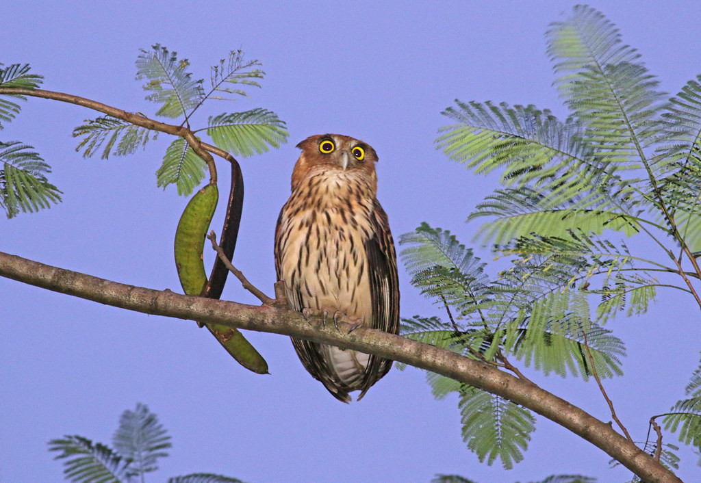 Nightbirds are special feature of our tour, with Philippine Eagle Owl…