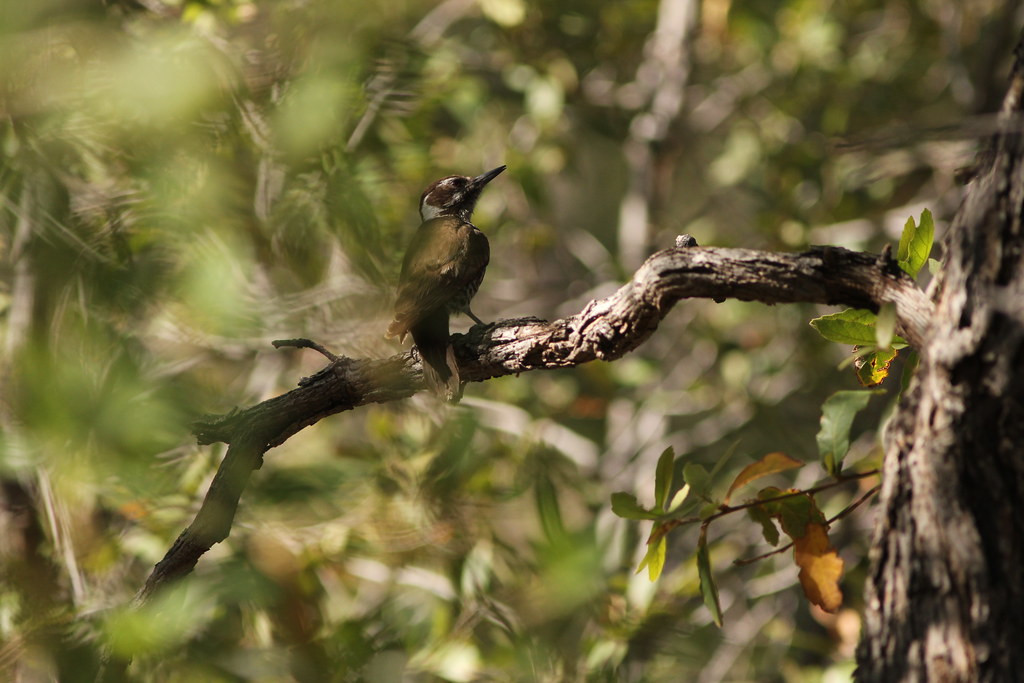 The oak-filled Canyons support Mexican species such as this Arizona Woodpecker…