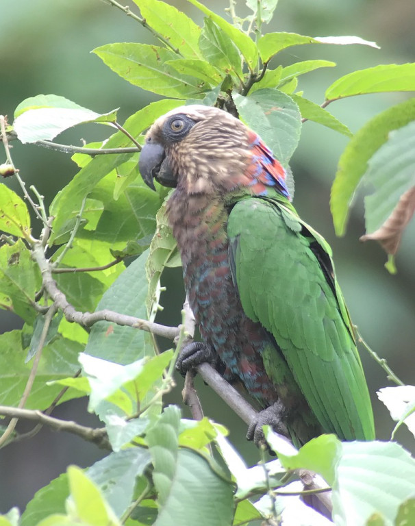 Red-fan Parrot is another sought-after parrot in this region…