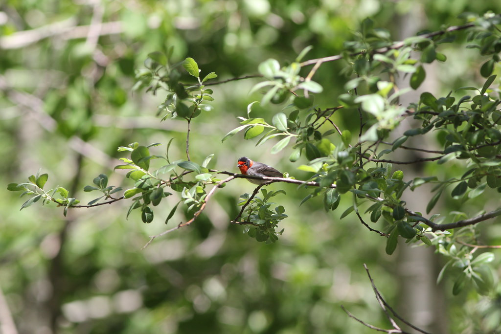 …warblers such as the gorgeous Red-faced…