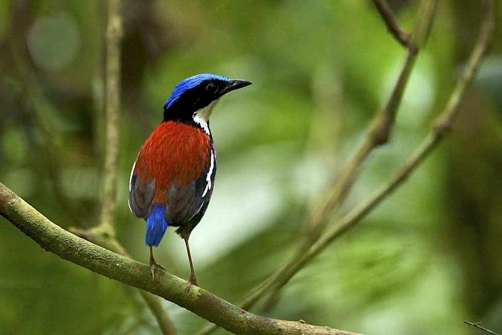 as is the gorgeous Blue-headed Pitta…