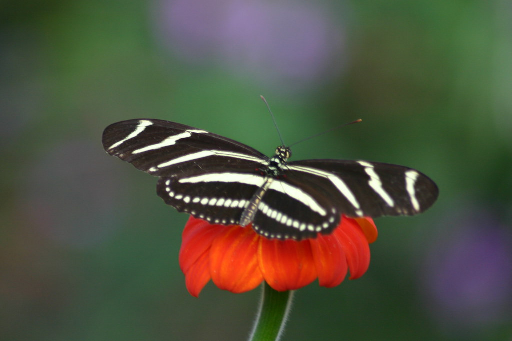 … and the pretty Zebra Longwing.