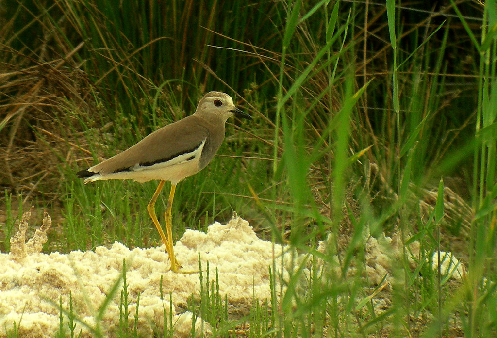 and White-tailed Plover