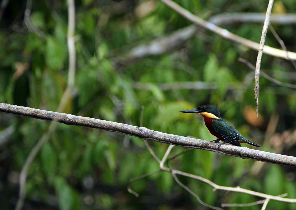 …and the secretive Green-and-rufous Kingfisher, the most attractive of the four that occur, lurks in the shadows.