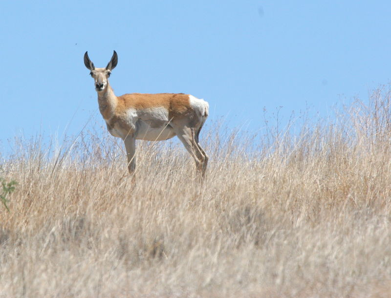 …and if we’re lucky a glimpse of a Pronghorn.
