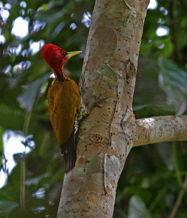 There is an amazing diversity of woodpeckers. This Red-headed Flameback is found in Palawan.