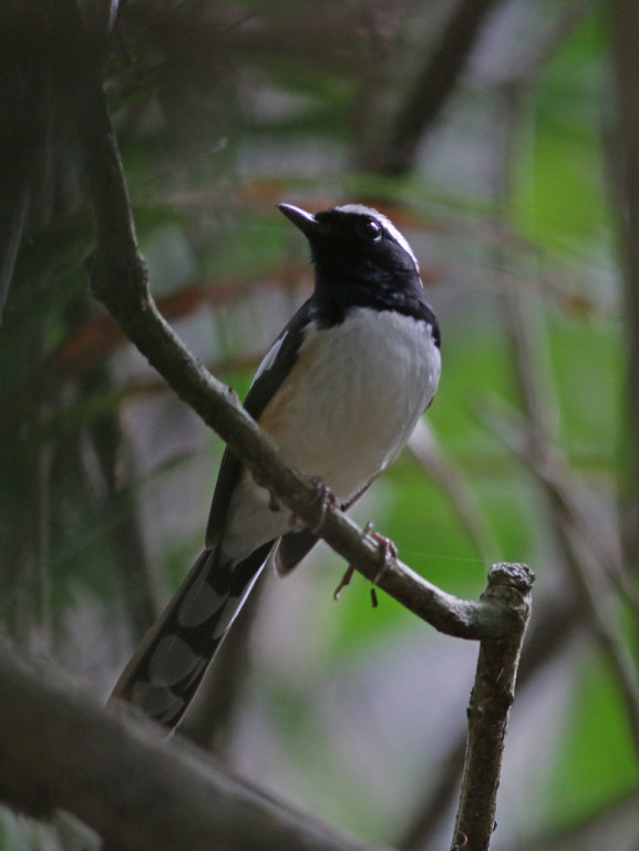 …White-browed Shama, an accomplished songster…