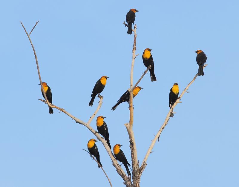 …could yield a tree full of golden Yellow-headed Blackbirds…