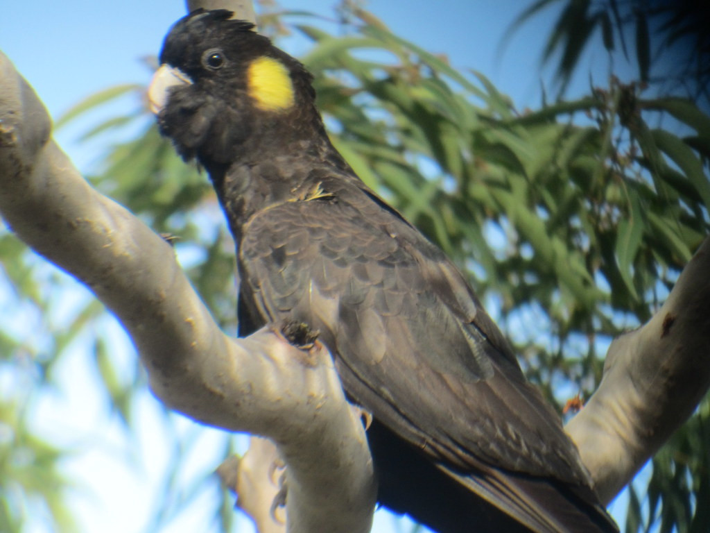 support Yellow-tailed Black Cockatoos,