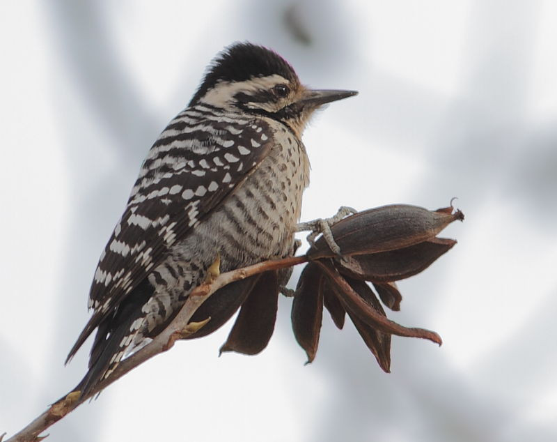 …perhaps accompanied outside the window by the tenant Ladder-backed Woodpeckers…