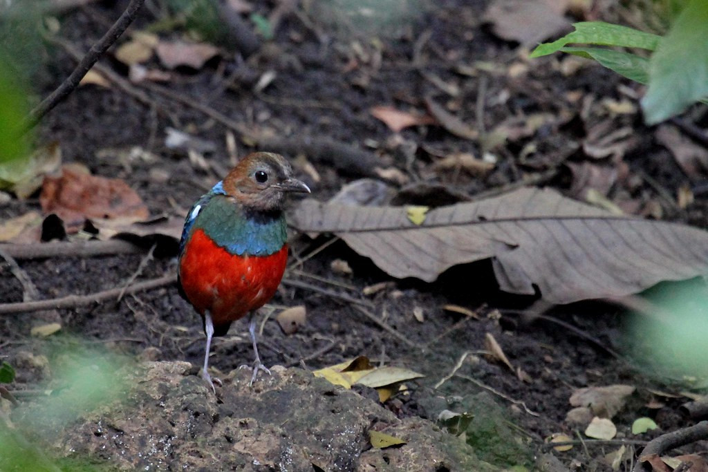 This is also a great tour for pittas. This Philippine Pitta, recently split from Red-bellied Pitta…