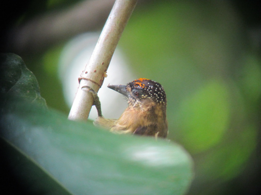 …a full day in the forest, looking for Olivaceous Piculet…