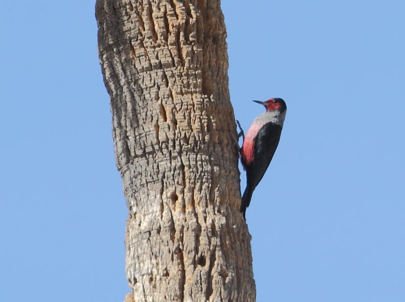 …Lewis’s Woodpecker…