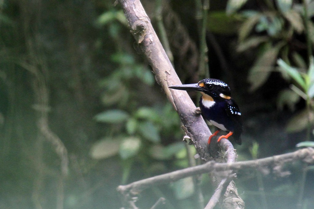 …while the impish Northern Silvery Kingfisher is restricted to Bohol and Samar. 