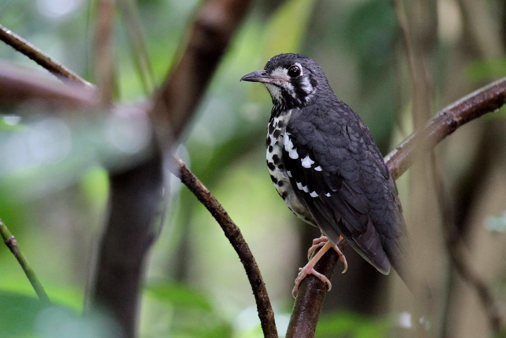 …and this Ashy Thrush, found right in the suburbs of Manila. 