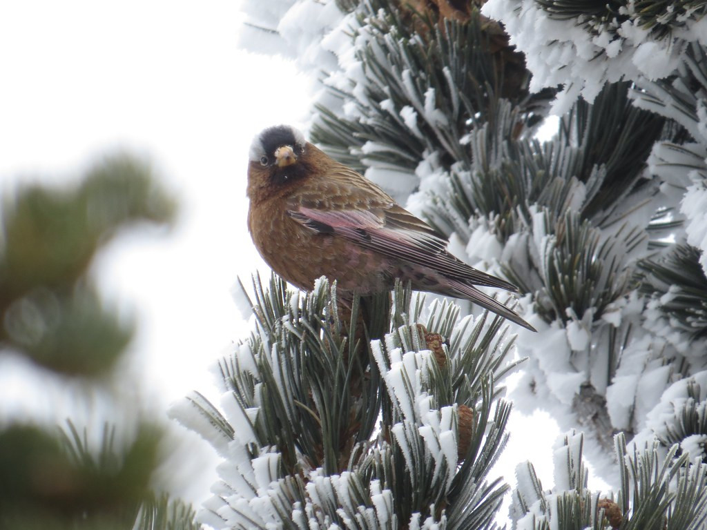 …and hope especially for rosy-finches in the Sandia Mountains, here a Gray-crowned.